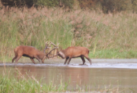 Majestätische Hirsche